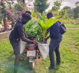 Community members on La Gonave receiving coconut palm seedlings distributed through Starfysh’s Life Garden program.