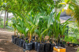 Coconut palm seedlings growing in the Life Garden nursery on La Gonave.