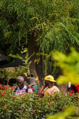 Families receiving seedlings from Starfysh’s Life Garden to plant in their home gardens on La Gonave.